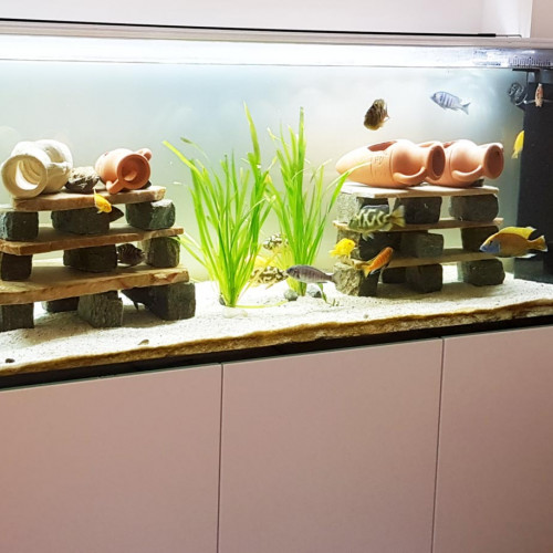 Aquarium complet à moins de 165 € : la promotion Cdiscount qui séduit tous les amateurs de poissons