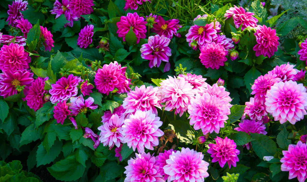 Astuces pour dynamiser la floraison de vos dahlias en septembre, même si vous êtes novice en jardinage