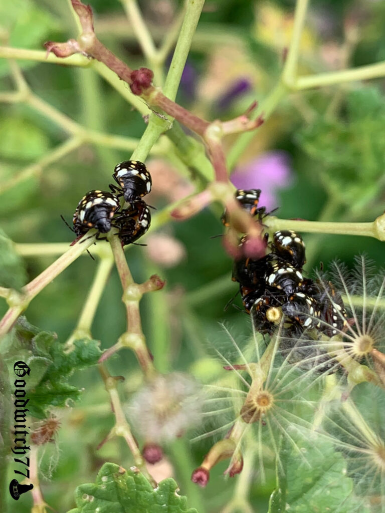 Ce geste surprenant à l’automne permet de dire adieu aux punaises vertes dans votre jardin