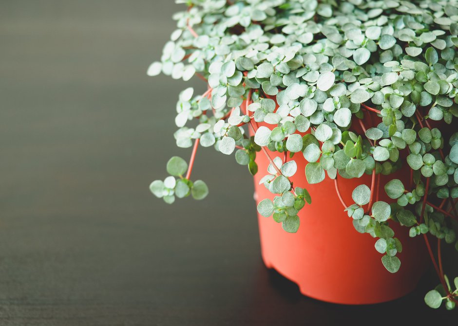 Cette plante d&rsquo;intérieur insoupçonnée : un allié naturel contre le stress et pour retrouver le sourire