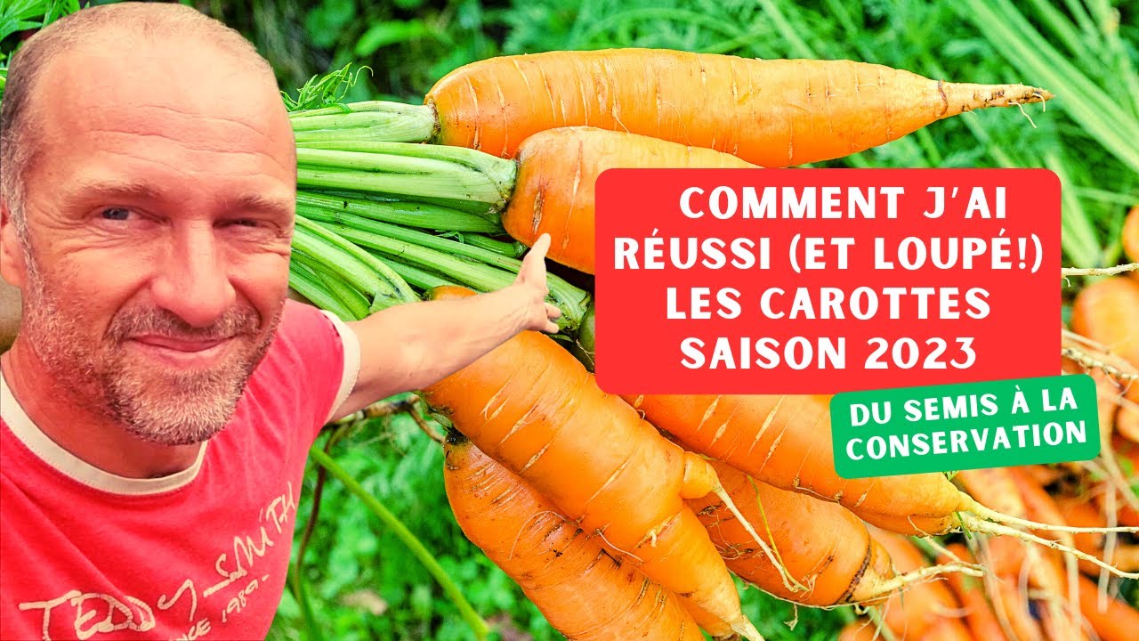 Comment des jardiniers audacieux sèment des carottes en plein décembre et récoltent une moisson surprenante malgré les critiques