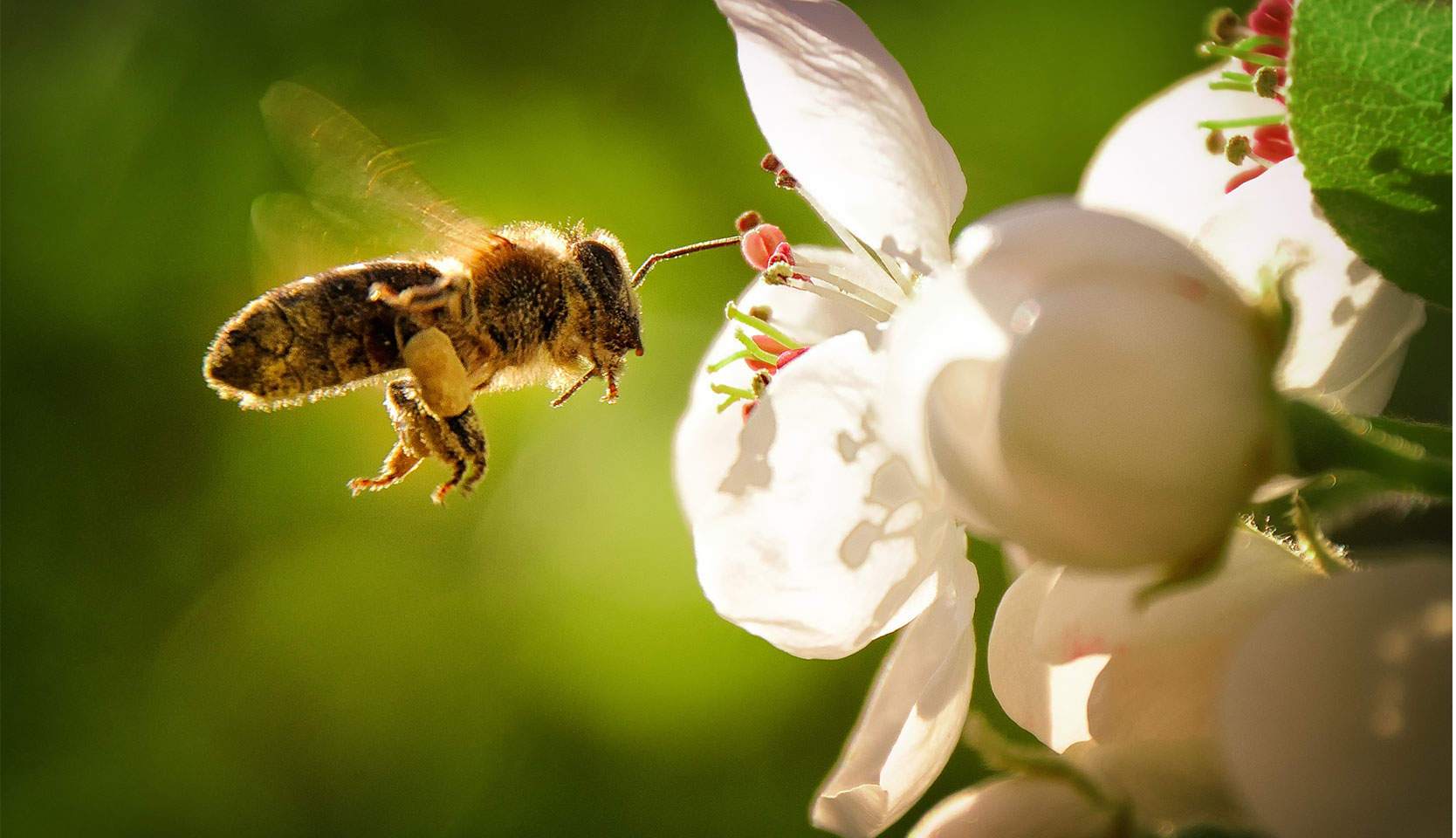 Dès l&rsquo;apparition des premières fleurs : le buisson vital pour les pollinisateurs au printemps