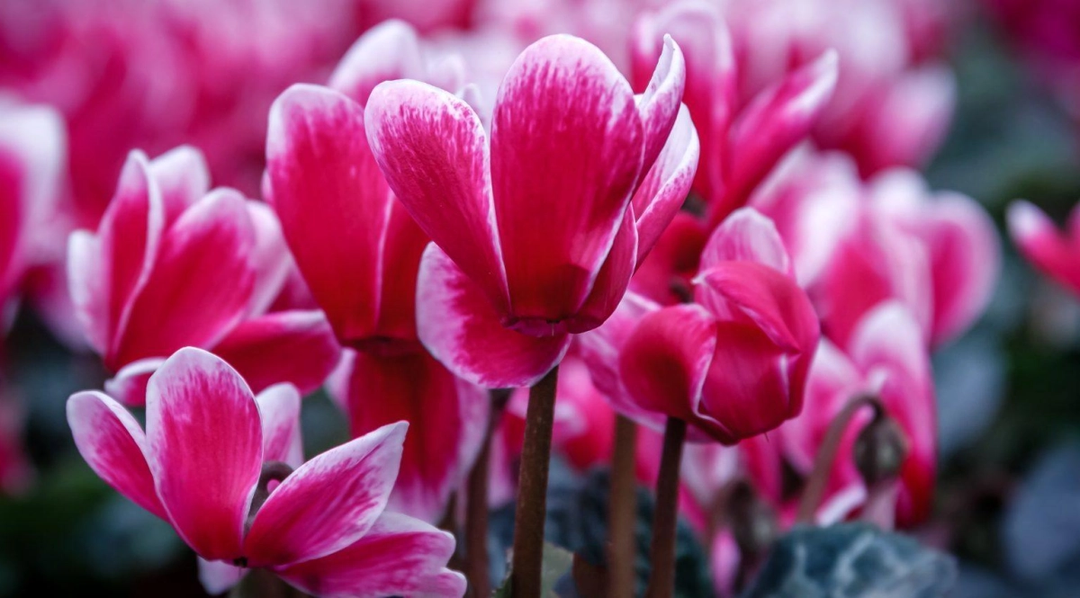 Dites adieu à la déprime : ces plantes fleuries métamorphosent votre jardin et votre humeur après les fêtes