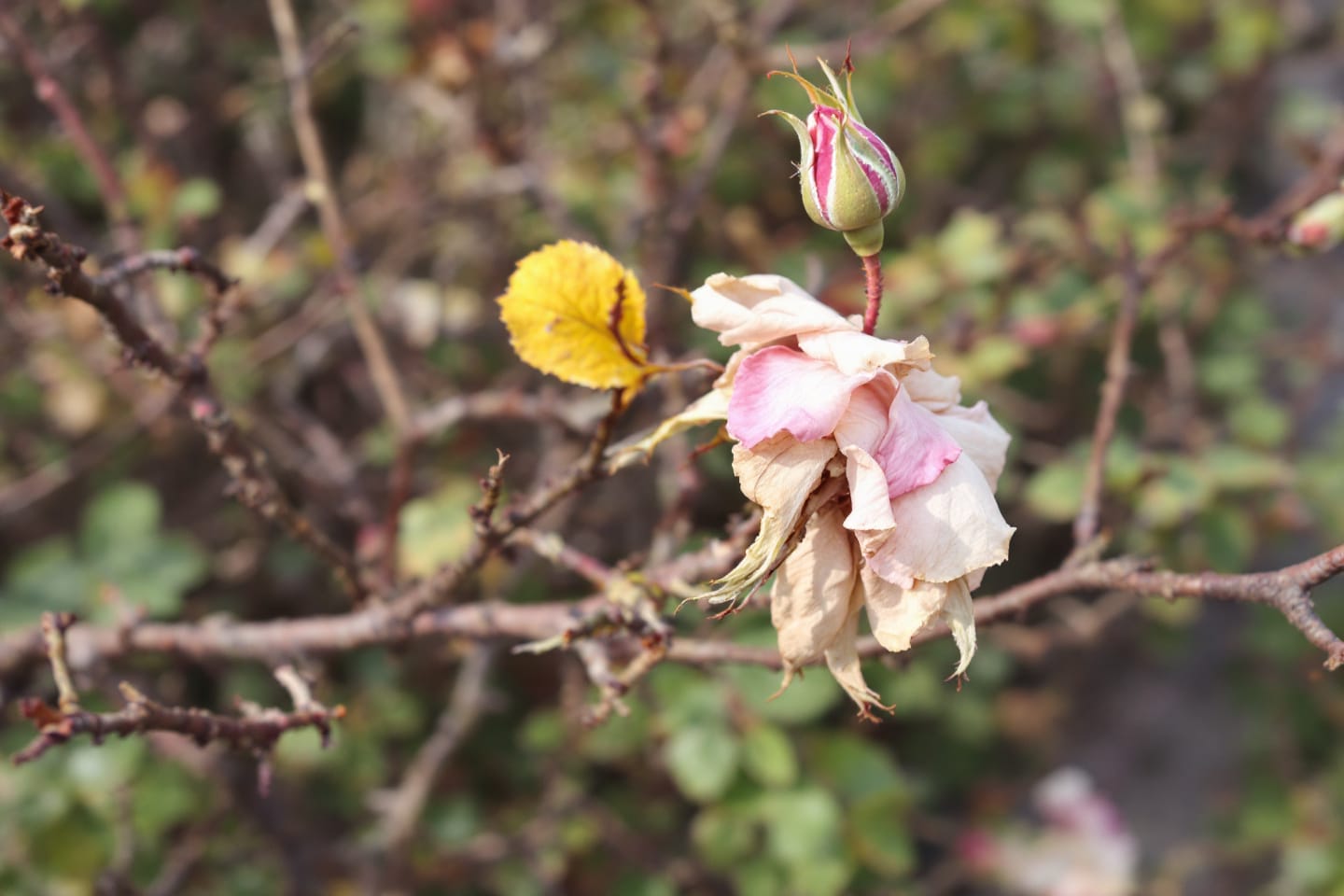 L&rsquo;art de sauver ses rosiers : l&rsquo;impact surprenant de l&rsquo;association avec ces fleurs