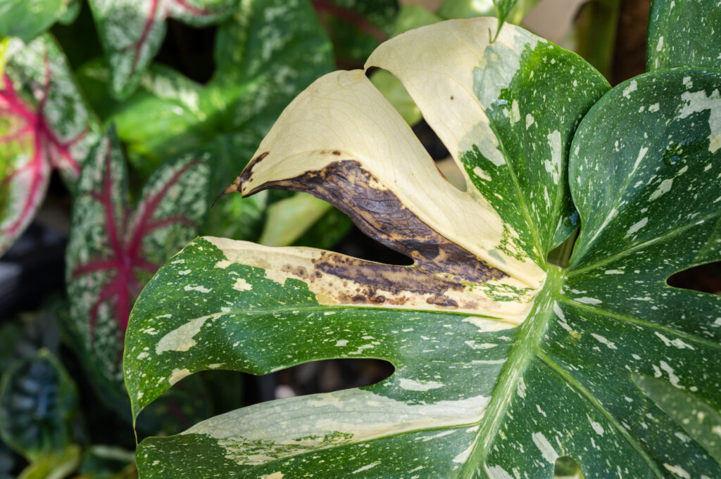 Le mythe du monstera : pourquoi il cause le jaunissement de milliers de plantes chaque année