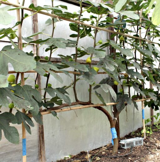 L’Instant décisif : cette taille automnale qui sublime vos fruitiers sans les affaiblir
