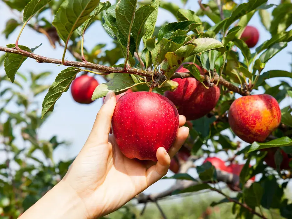 Ne les sous-estimez pas : ces 3 arbres fruitiers à planter dès aujourd’hui vont vous surprendre par leur rapidité