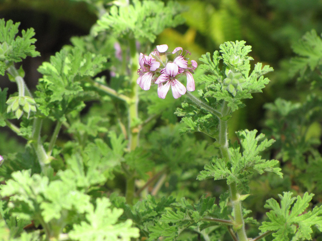 Plantez cette fleur aujourd’hui et profitez d’un été sans moustiques !