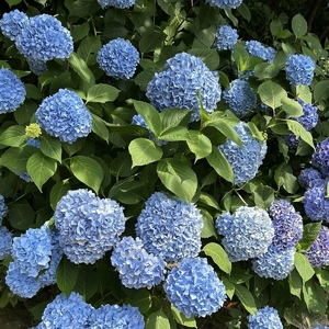 Pourquoi vos hortensias fleurissent peu ? Le geste essentiel à adopter en janvier que la plupart ignorent