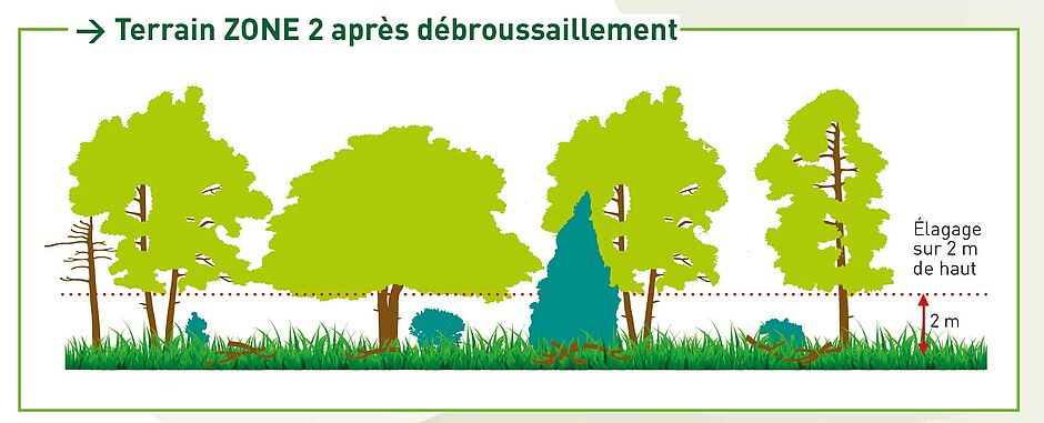 Tailler vos arbres : ce que la loi vous impose vraiment avant de commencer