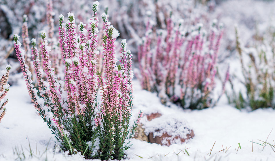 Trois plantes robustes à moins de 30 € pour égayer chaque recoin du jardin, même en plein hiver